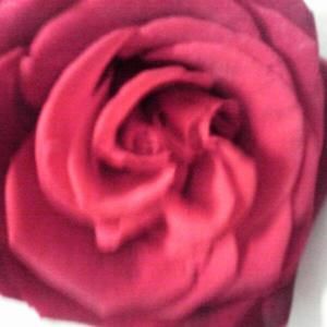 Meet your Posher, Rosemary