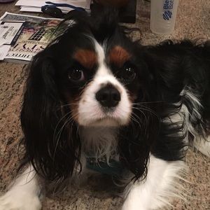 Meet your Posher, Heidi