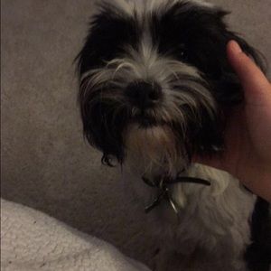 Meet your Posher, Grace