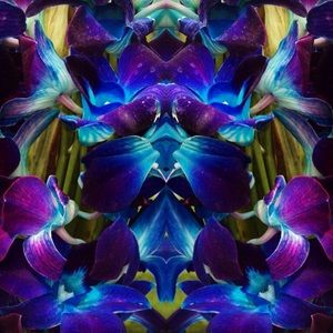 Meet your Posher, Elena