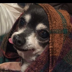 Meet your Posher, Shelby