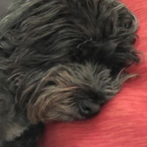 Meet your Posher, Wanda