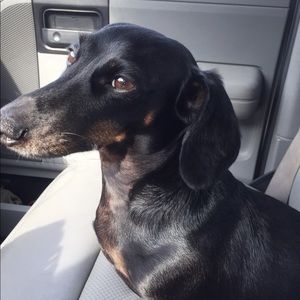 Meet your Posher, Donna