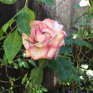 Meet your Posher, Rylee