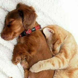 Meet your Posher, Aneday