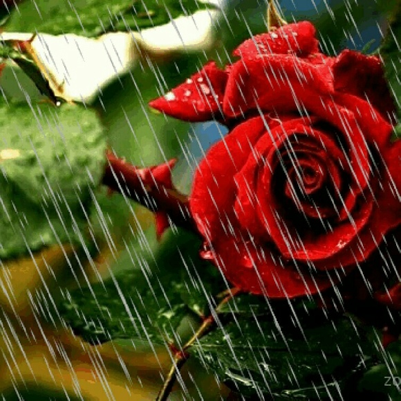 Meet your Posher, Doris - Picture 1 of 1