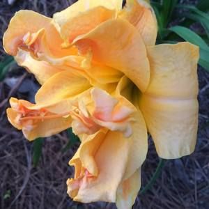 Meet your Posher, Donna