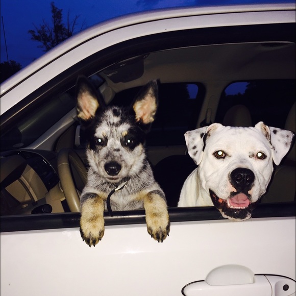 Meet your Posher, Taylor - Picture 2 of 4