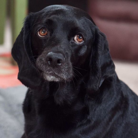 Meet your Posher, Patrick - Picture 1 of 1