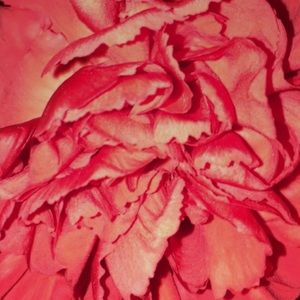 Meet your Posher, Karli