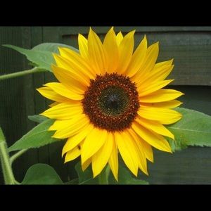 Meet your Posher, Desseray