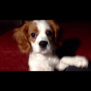 Meet your Posher, Janis