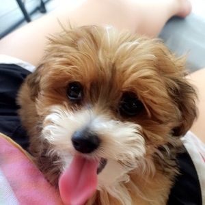 Meet your Posher, Anna