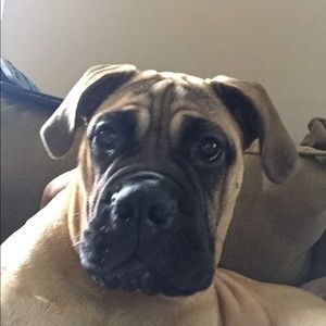 Meet your Posher, Dawn