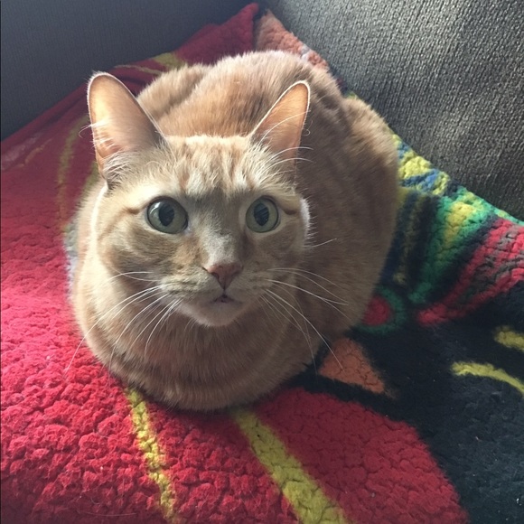 Meet your Posher, Lisa - Picture 4 of 8