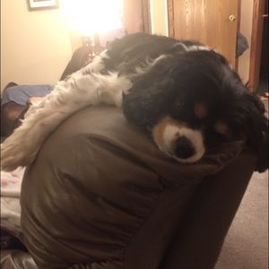 Meet your Posher, Lisa