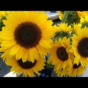 Meet your Posher, Donna