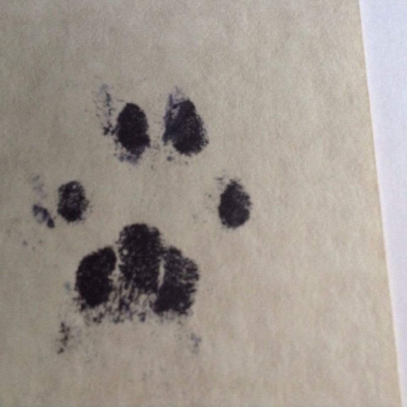 Meet your Posher, Adriann - Picture 4 of 6