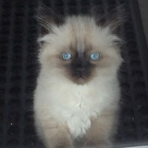 Meet your Posher, Brandi