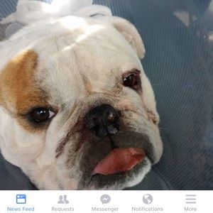 Meet your Posher, Shelby