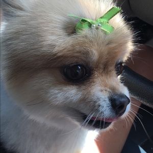 Meet your Posher, Dawn