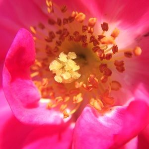 Meet your Posher, Julia