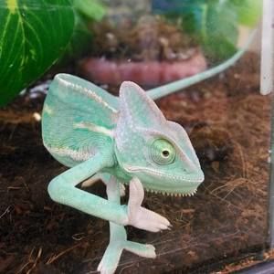 Meet your Posher, Jesse