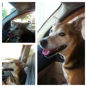 Meet your Posher, Suzanne