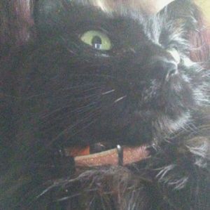 Meet your Posher, Cassie