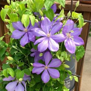 Meet your Posher, Anita