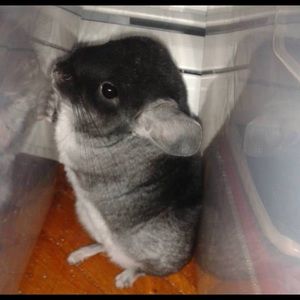 Meet your Posher, G ra ce