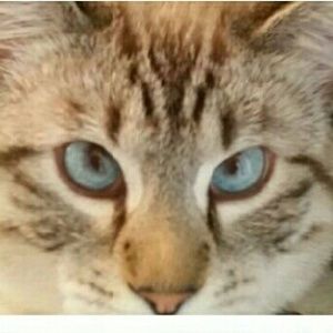 Meet your Posher, Valery