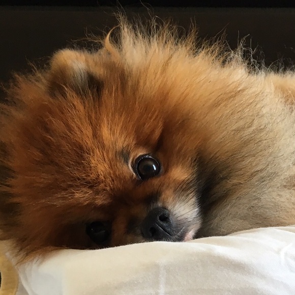 Meet your Posher, Jena - Picture 4 of 4