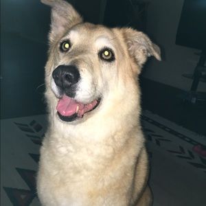 Meet your Posher, Lanea