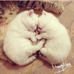 Meet your Posher, Mariam