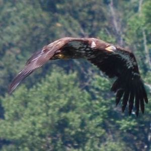 Meet your Posher, Aimee