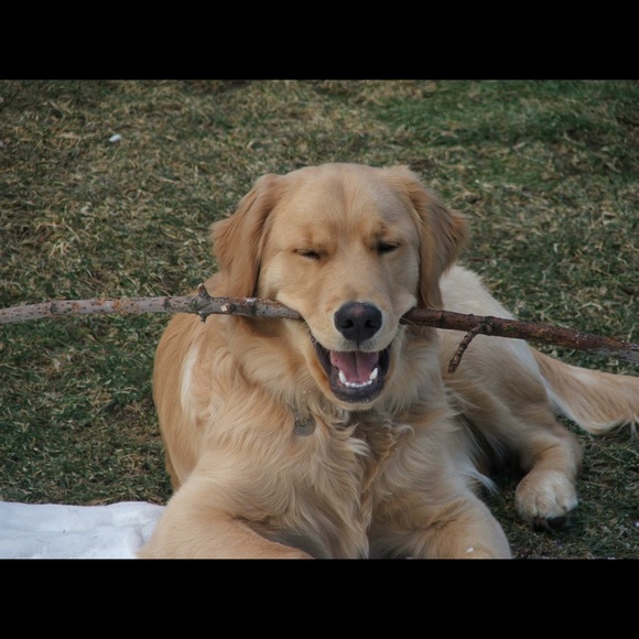 Meet your Posher, Shelly - Picture 2 of 2