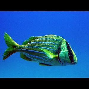 Meet your Posher, Laurie