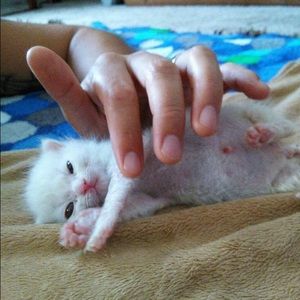 Meet your Posher, Angelina