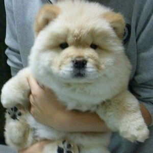 Meet your Posher, Autum