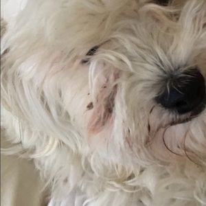 Meet your Posher, Daisy