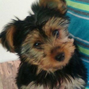 Meet your Posher, Callie