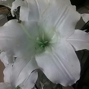 Meet your Posher, Pamela