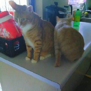 Meet your Posher, Zenia