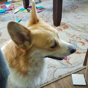 Meet your Posher, Sue