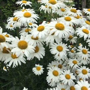 Meet your Posher, Noelle