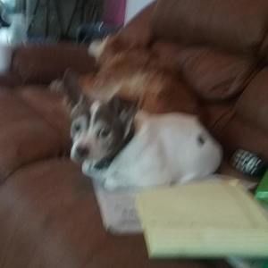 Meet your Posher, Candy