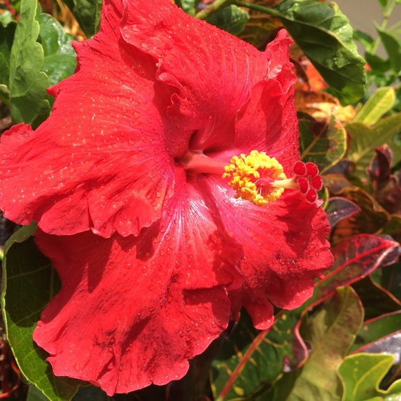 Meet your Posher, Aloha - Picture 2 of 2