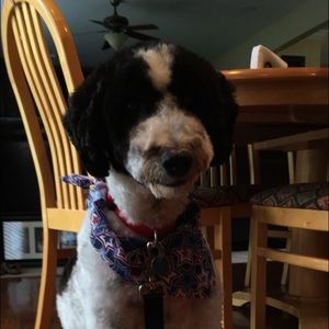 Meet your Posher, Madi