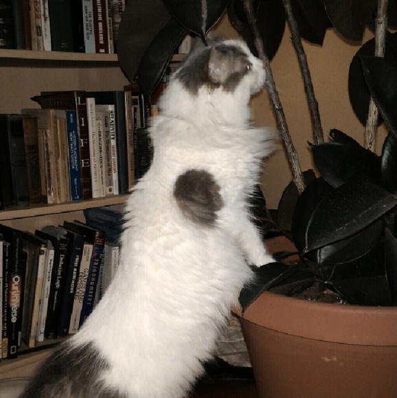 Updated Allergy Alert - Picture 2 of 3